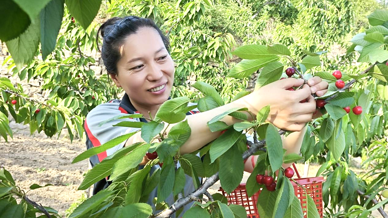 焦作市郵政快遞業(yè)助力博愛(ài)櫻桃搶占“鮮...